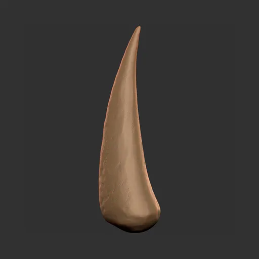 Long Thin Creature Fang