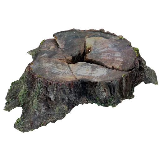 Highly detailed 3D model of a wet tree stump with realistic textures, suitable for Blender rendering and CG artwork.