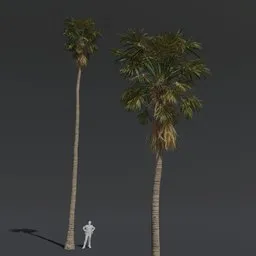 Highly detailed 3D model of two Tree Fan Palms for cinematic use in Blender, showcasing PBR materials and textures.