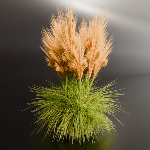 Pampass grass