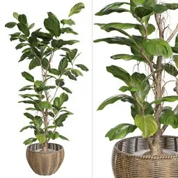 Ficus