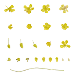 Ranunculus tanguticus Flower