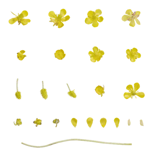 Ranunculus tanguticus Flower