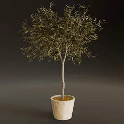 Potted Olive Tree Plant
