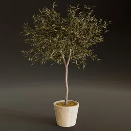 Potted Olive Tree Plant