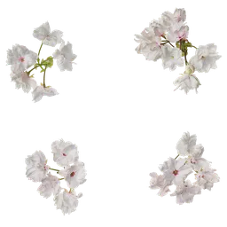 Prunus x yedoensis Flower