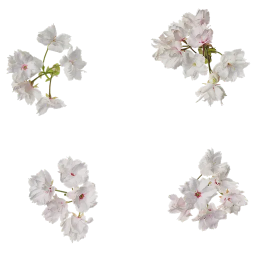 Prunus x yedoensis Flower