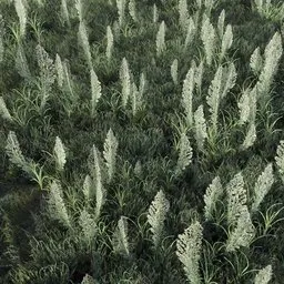 Grass Tall White Fur