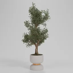 Tall Potted Olive Tree