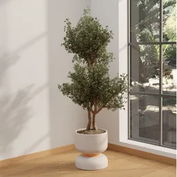 Tall Potted Olive Tree