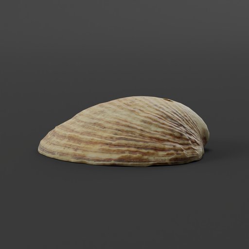 Shell