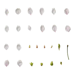 Prunus x yedoensis Flower
