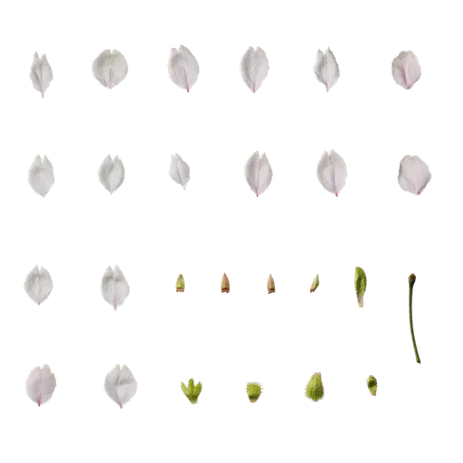 Prunus x yedoensis Flower