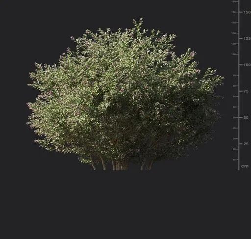 Glossy abelia