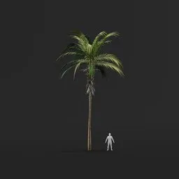 Palm Tree (Spring) - Medium Thin Straight