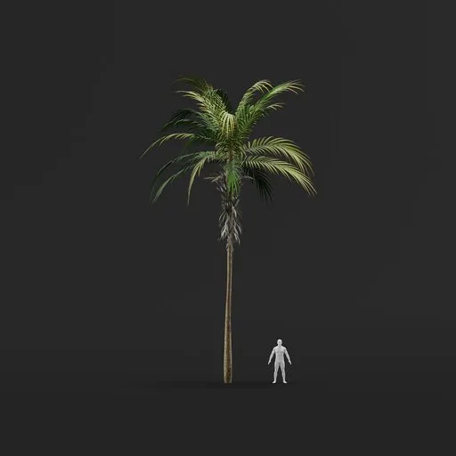 Palm Tree (Spring) - Medium Thin Straight