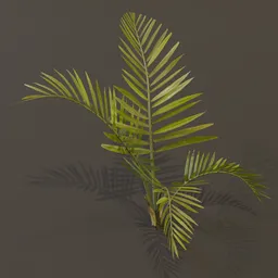 Alexandra Palm Plant Med Var