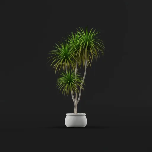 Dracaena Marginata
