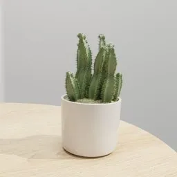 Potted Cactus