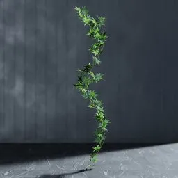 "Artificial garland Maple green v2 3D model created with Blender 3D software. Realistic plant with elongated arms, cannabis leaves, and twisted shapes, perfect for nature indoor scenes. Geomtery nodes created using the Bagapie addon with permission of the author."