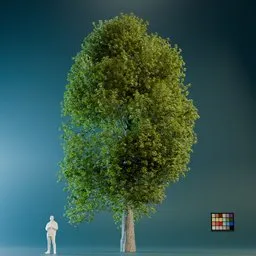 High Quality Poplar Tree