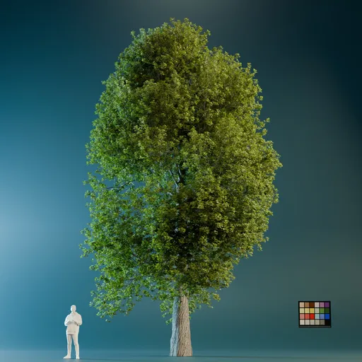 High Quality Poplar Tree