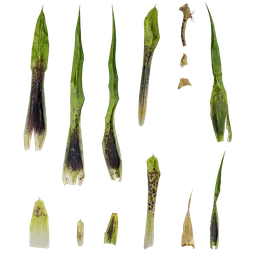 Neoregelia pauciflora Leaf