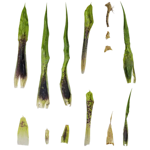 Neoregelia pauciflora Leaf
