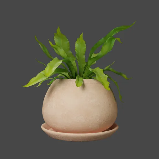 Asplenium Plant