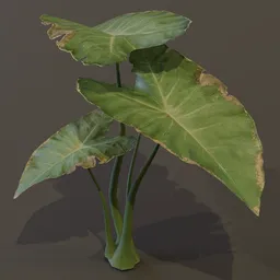 Elephant Ear Taro Plant Sap