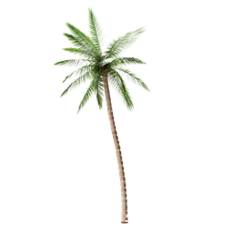 "Realistic 3D model of a Palm Tree with Coconuts, created in Blender 3D. Highly detailed green leaves and sparse plants adorn the tree. Ideal for adding a touch of tropical scenery to your Blender 3D scenes."