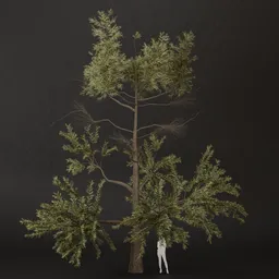 SJ-Fresh Bloom Pine Tree