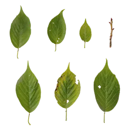Prunus x yedoensis Leaf