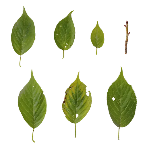 Prunus x yedoensis Leaf