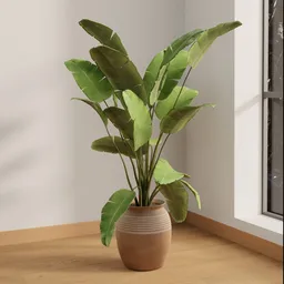 Tropical Banana Leaf Plant