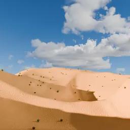 Desert scene