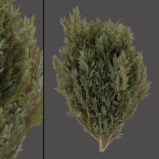 Pine Shrub