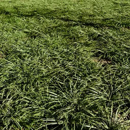 Grass