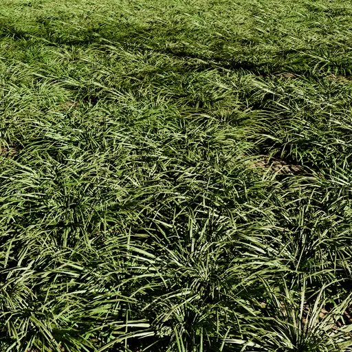 Grass