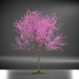 Tree Eastern Redbud Animated