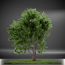 Tree Vine Maple Animated