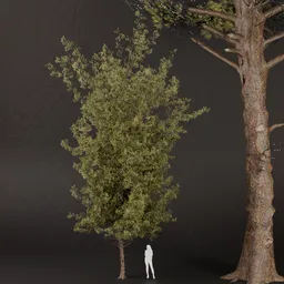 SJ-Detailed Pine Branches