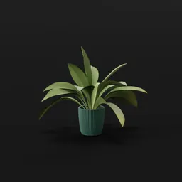 Haran Iron Plant Young Var Potted