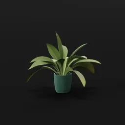 Haran Iron Plant Young Var Potted