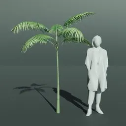 Tropical Palm Tree Sapling