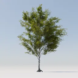 Detailed 3D model of a slender deciduous tree with dense small leaves, compatible with Blender rendering.