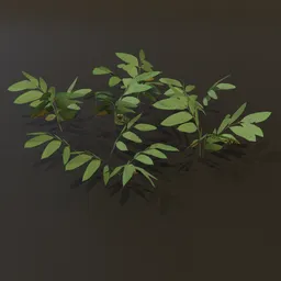 Ground Cover Bush Med