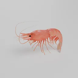 Shrimp