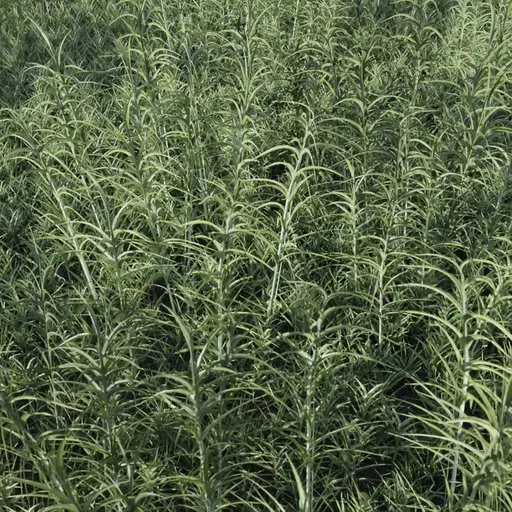Highly detailed green grass 3D model optimized for Blender, perfect for game environments and realistic scenes.