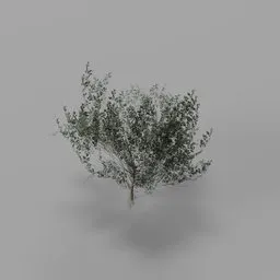 Silver Willow